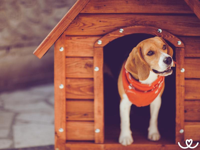 Jak-chovat-psa-venku (1)